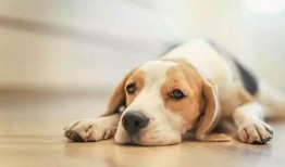 狗子皮肤爆料视频在线观看,独家爆料视频带你一窥究竟